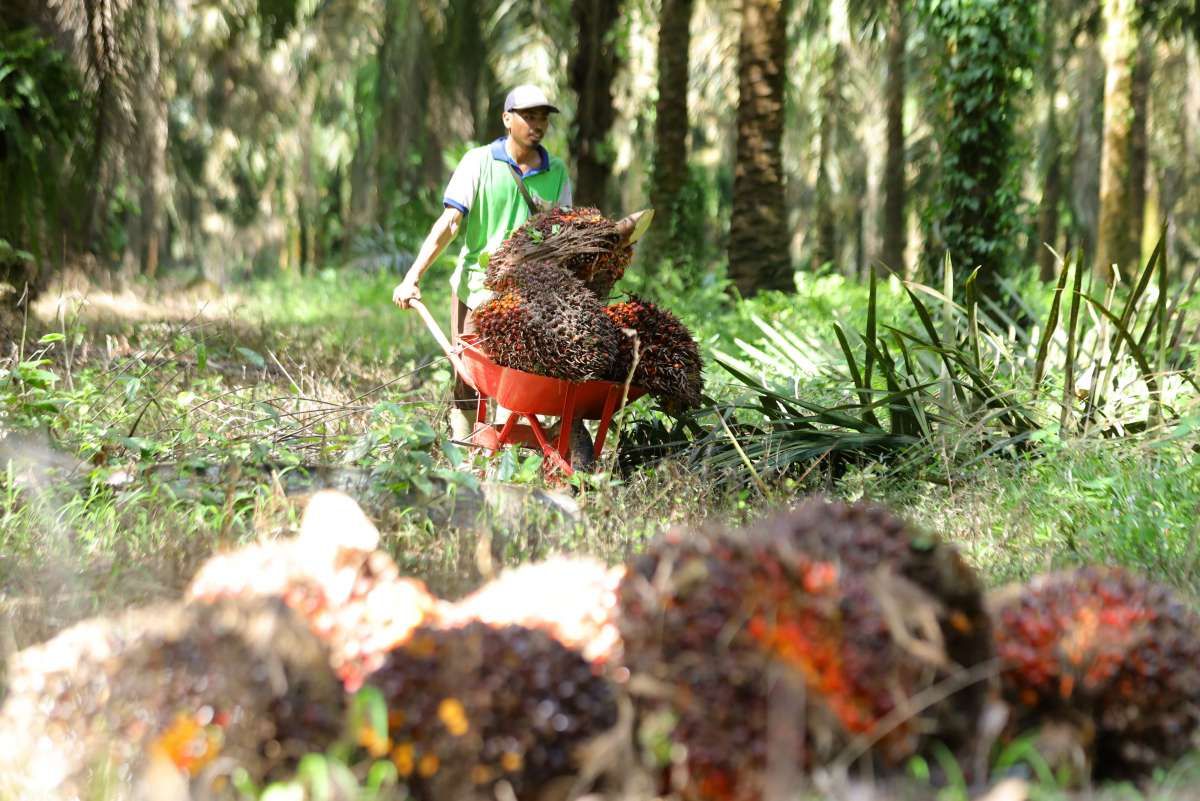 Indonesia to Swap Subsidy for Raw Materials Price Caps to Ensure Cooking Oil Supply