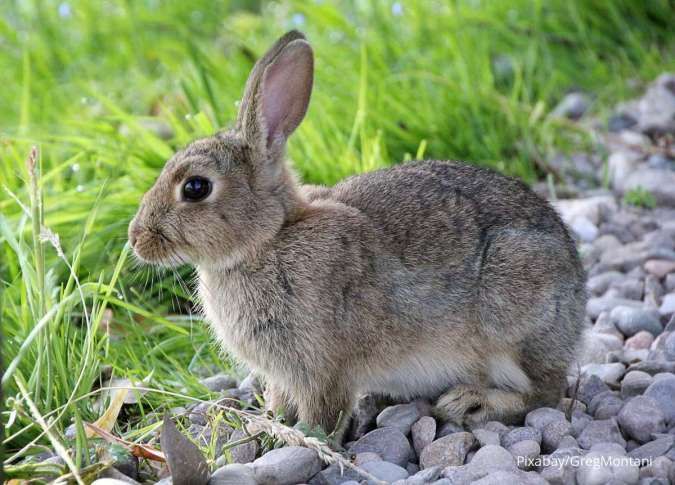 Ketahui Perkembangan Tubuh Kelinci Menurut Usianya