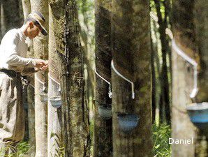 Harga Karet Mulai Merangkak Naik 