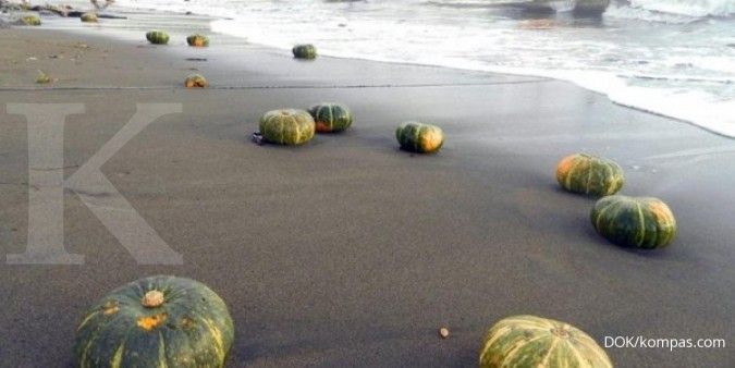 Labu misterius terdampar di pantai Nusa Utara