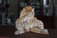 Begini Cara Mengobati Cacingan pada Kucing Anda