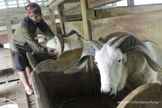 Peternakan domba modern di Sukabumi