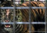 Nadia, harimau Melayu di Kebun Binatang Bronx New York dinyatakan positif corona