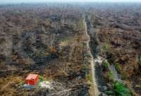 Imbas El Nino, Potensi Kebakaran Hutan Meluas