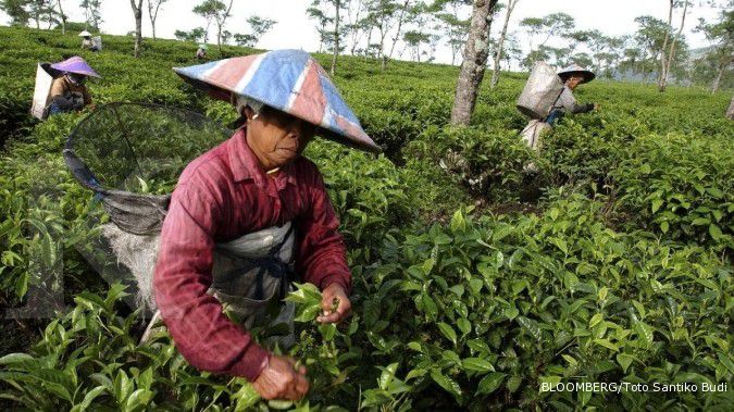 RNI perbesar ekspor teh ke Taiwan