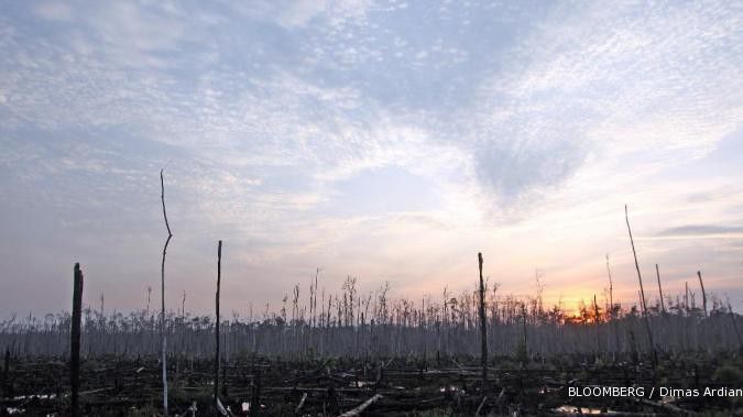 APP hentikan sementara merambah hutan alam