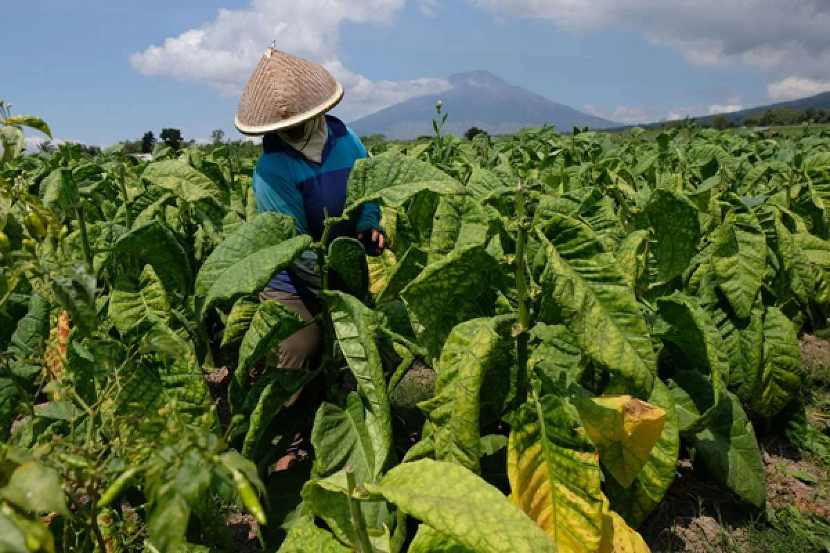 Rencana pemerintah naikkan cukai rokok dinilai akan hancurkan petani tembakau