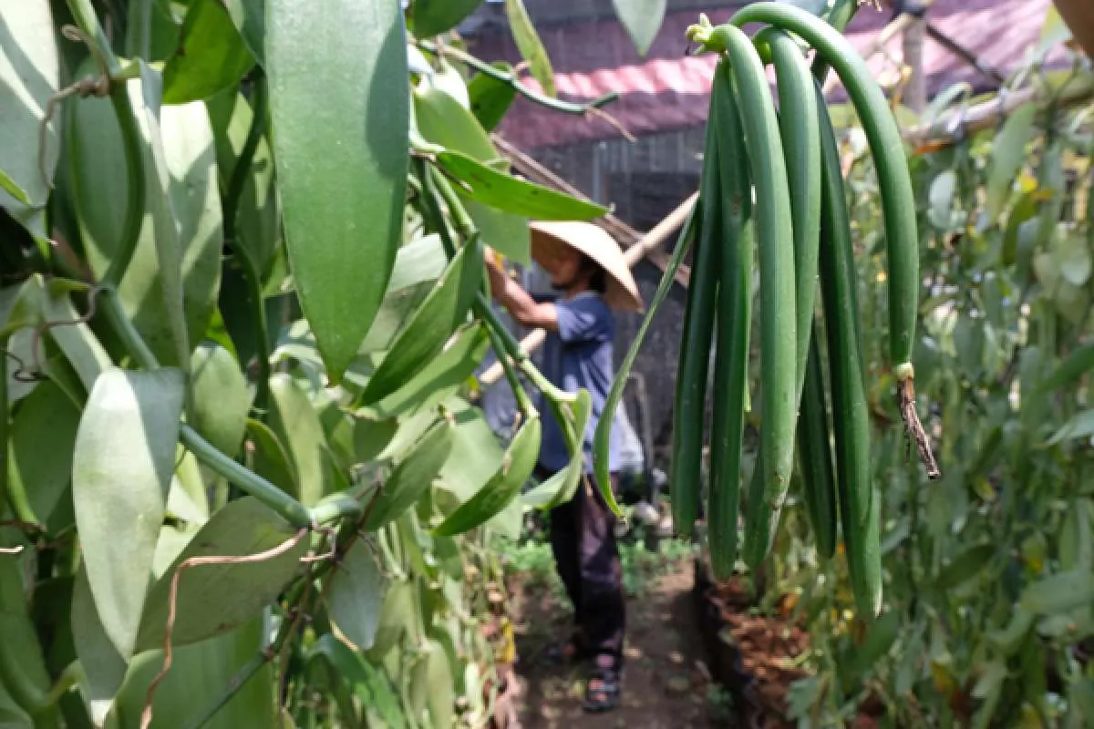 Panen nan Wangi dari Raja Rempah Bernama Vanili