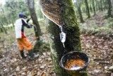 Ekspor Industri Karet Indonesia Terancam UU Antideforestasi Uni Eropa