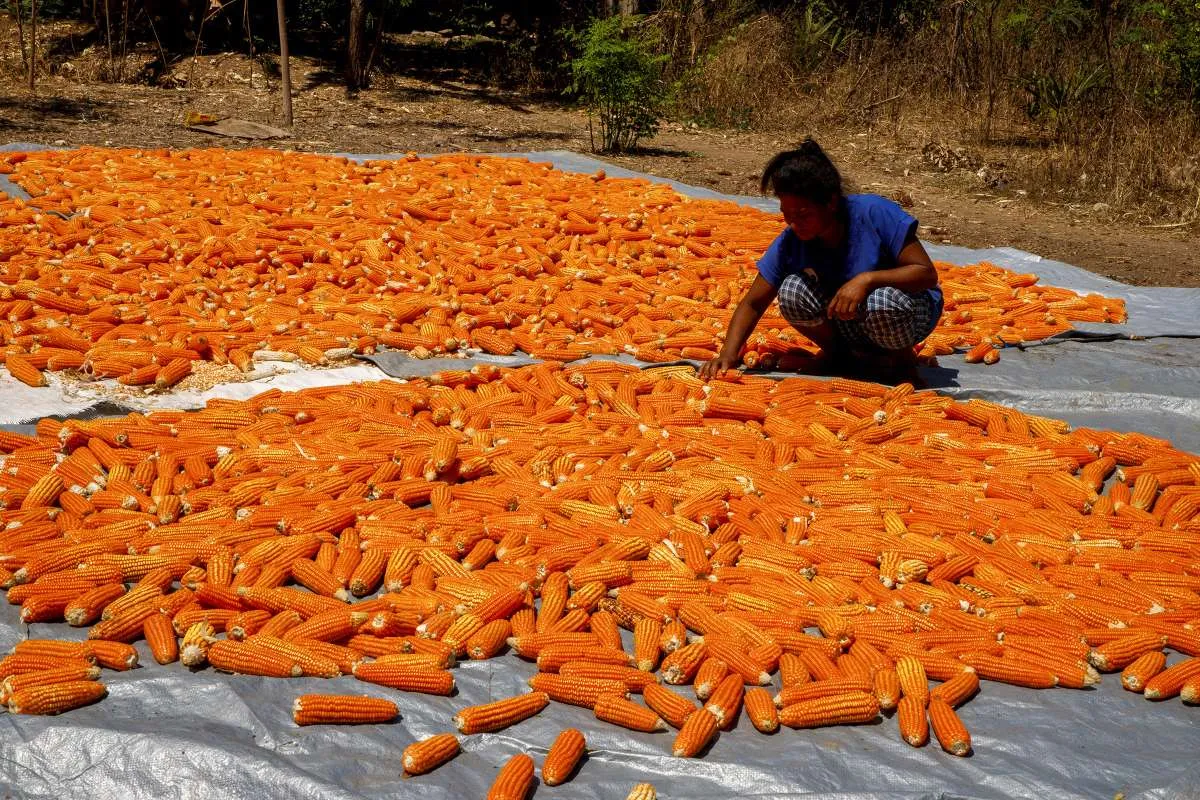 Bapanas: Serapan Jagung Bulog Capai 30.000 Ton, Baru 3% dari Target Tahun Ini