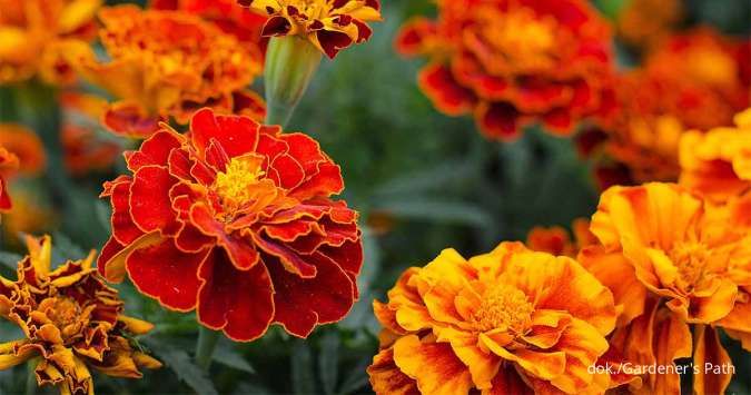 5 Fakta Marigold yang Punya Banyak Manfaat, Bunga Bisa Dimakan 