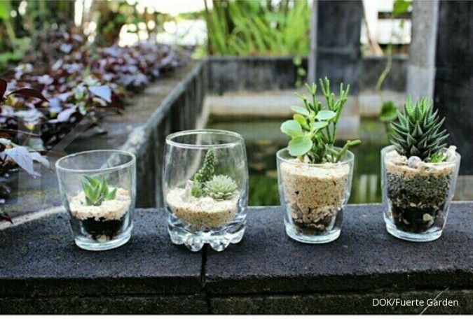 Ingin Memelihara Tanaman Tanpa Repot? 6 Kaktus Mini Ini Bisa Jadi Pilihan!