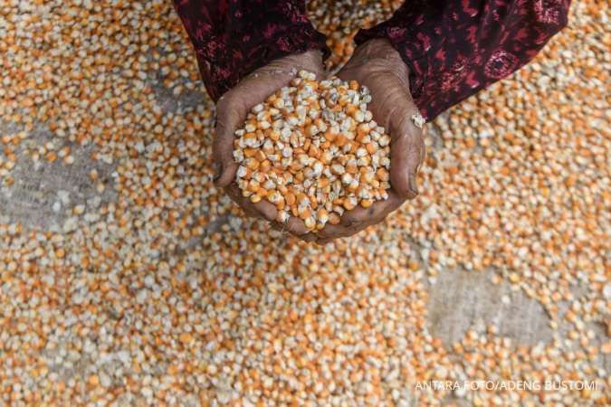 Bapanas Usul Tambahan SPHP Jagung 150.000 Ton untuk Tekan Harga Pakan Peternak