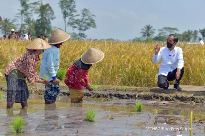  Jokowi tinjau panen padi di Malang, pastikan stok beras ada
