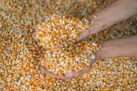 Harga Jagung Tinggi, Peternak Ayam Merugi