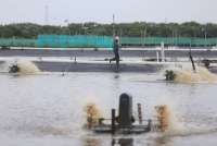 KKP Siapkan Shrimp Estate di Kebumen