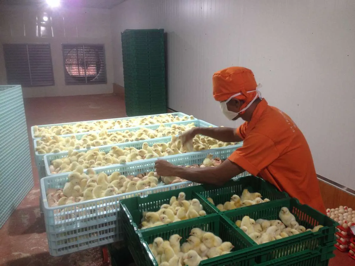 Program Makanan Bergizi, Bakal Jadi Katalis Positif Kinerja Japfa Comfeed (JPFA)