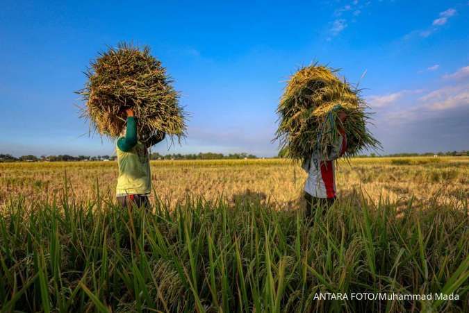 BPS Sebut Luas Panen dan Produksi Padi Naik pada Juli 2025