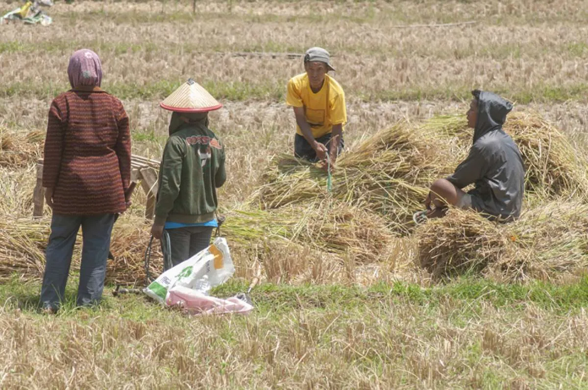 Menengok Dampak Penyusutan Usaha Pertanian Terhadap Inflasi