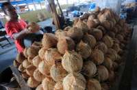 Amran Klaim Pemerintah Bakal Setop Ekspor Kelapa Utuh, Kemendag: Itu Opsi Terakhir