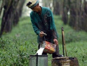 Harga karet naik menyusul kenaikan harga minyak mentah