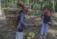 Selamat Tinggal Ekspor Kelapa Utuh, Kementan Siapkan Strategi Demi Rp 24.000 Triliun