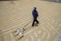 Pembelian Gabah Masih di Bawah HPP Rp 6.500, Pengamat Soroti Kualitas Gabah