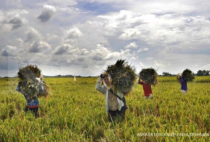 Petani Banten kecewa, harga gabah turun