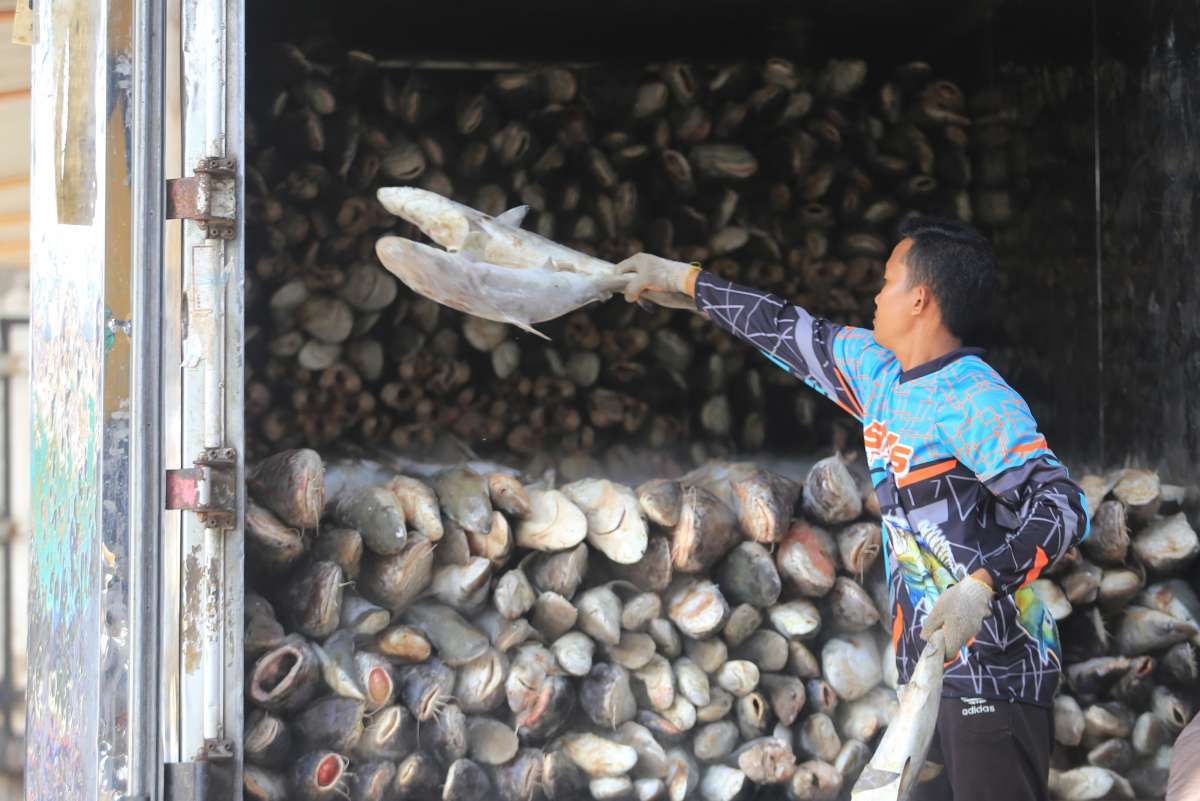 Mengukur Neraca Komoditas Perikanan
