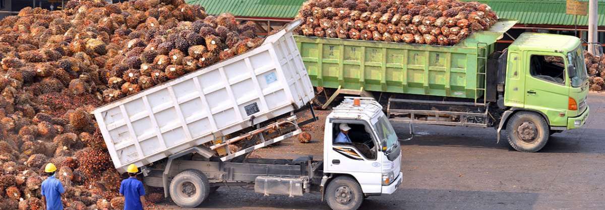 Kinerja Lonsum Moncer Per September 2025, Analis Kerek Target Harga Saham LSIP