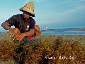 Susah Cari Rumput Laut Berkualitas