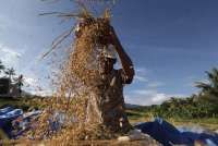 Stok Beras RI Aman! Bulog Siapkan 1 Juta Ton untuk Diekspor ke ASEAN