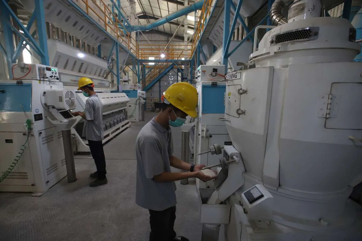 BPS Perkirakan Produksi Padi dan Beras Melonjak Hingga Agustus 2025