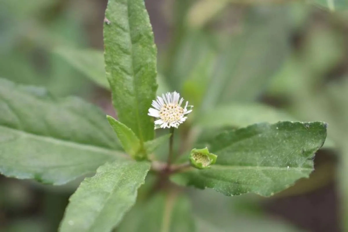 Pahami 5 Manfaat Minyak Urang Aring untuk Rambut, Apa Saja?