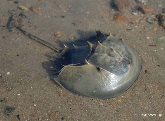 Kepiting Tapal Kuda