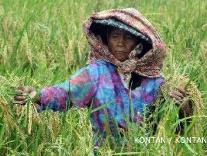 Penyerapan anggaran Kementerian Pertanian lampaui 25%