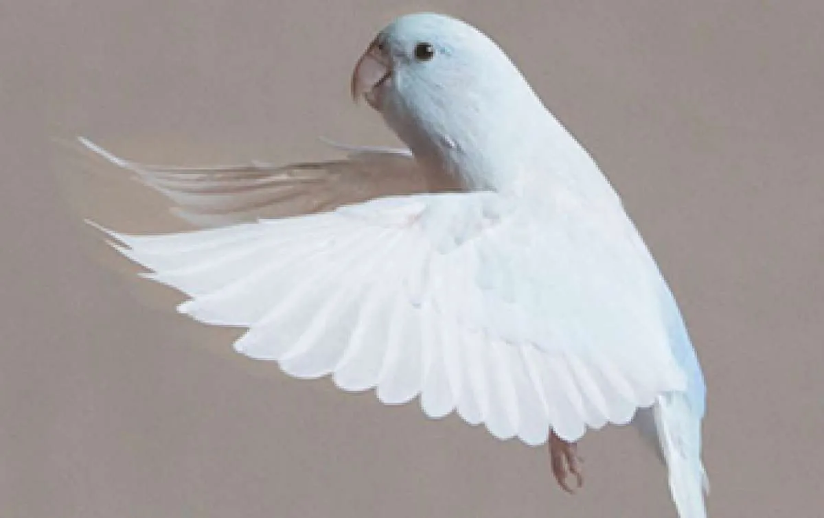 Berkat burung, ilmuwan menyempurnakan cara robot mendarat