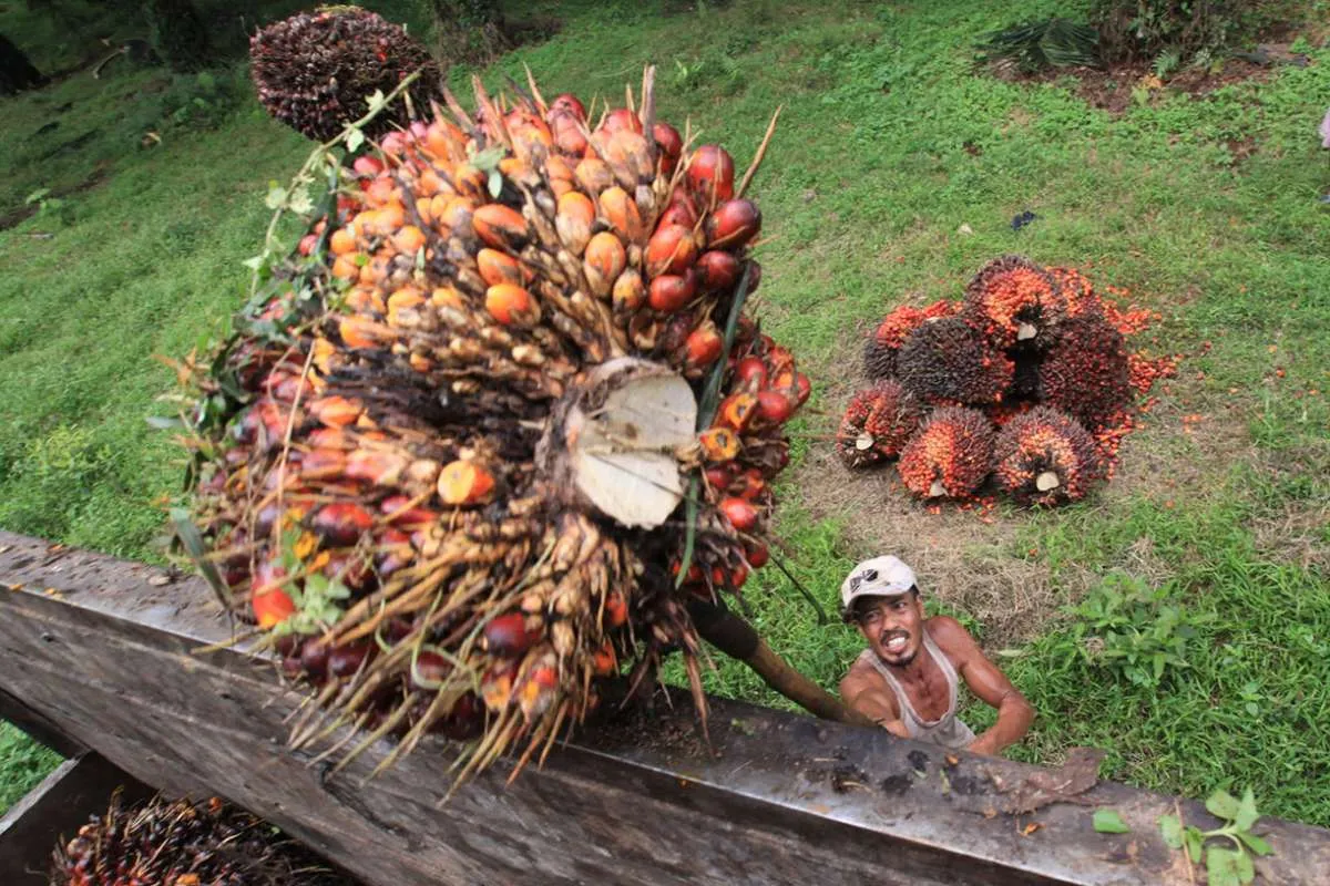 Bursa CPO Meluncur 13 Oktober, Indonesia Bisa Atur Harga Referensi Dunia?