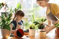 15 Tanaman Kamar Mandi Lembap yang Mudah Dirawat dan Bisa Anda Beli Sekarang