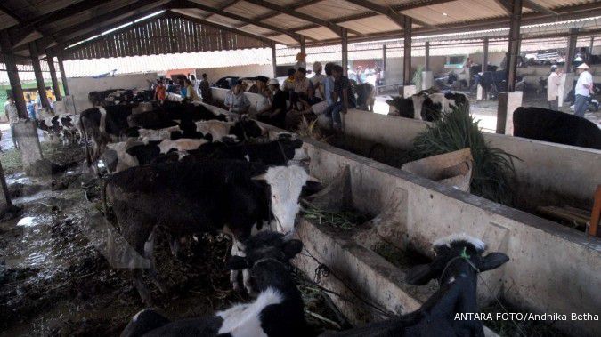 Pemerintah siap subsidi asuransi ternak bibit sapi