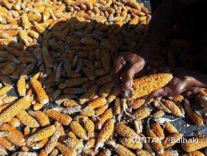 Harga jagung lokal tak terpengaruh penurunan harga jagung global 