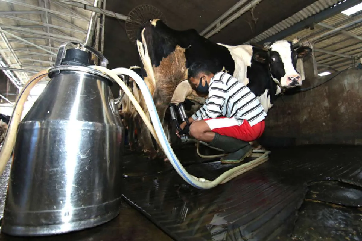 Produktivitas Industri Sapi Perah di Indonesia Masih Rendah, Ini Sebabnya
