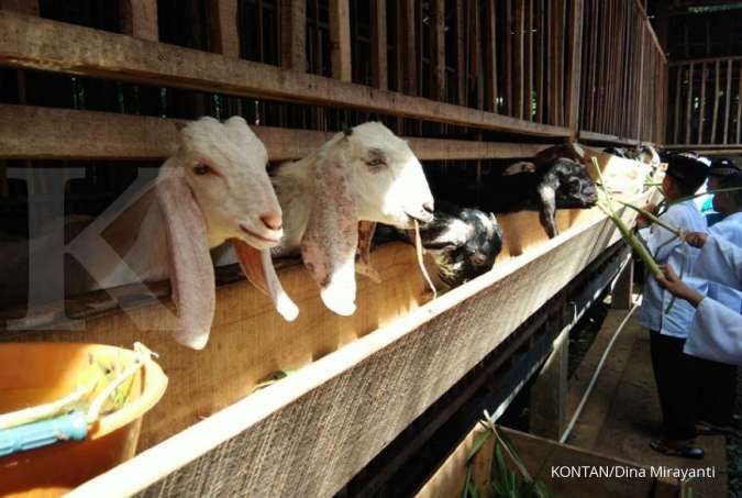 Harga Kambing dan Sapi 2025 untuk Kurban di Wilayah Bali, Ini Perkiraannya