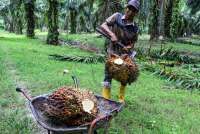 UU Anti Deforestasi Ancam Ekspor Sawit RI