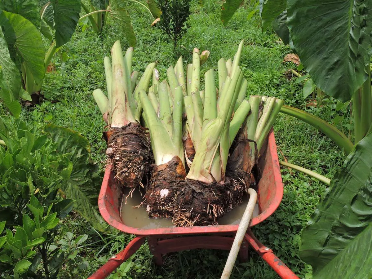 Bisa Menurunkan Gula Darah, Ini 5 Manfaat Talas bagi Kesehatan