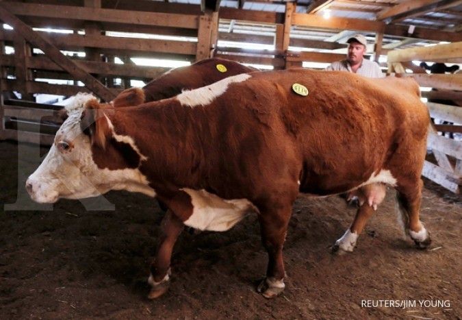 Jepang proteksi sapi lokal dari impor sapi Amerika