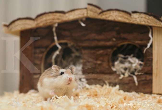 Perhatikan Hal-Hal Berikut Ini Supaya Hamster Peliharaan Berumur Panjang