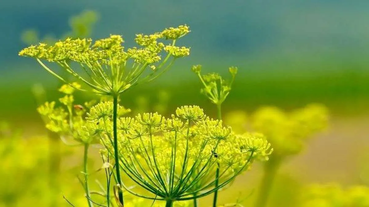 Manfaat adas sebagai obat herbal untuk batuk sampai asam urat