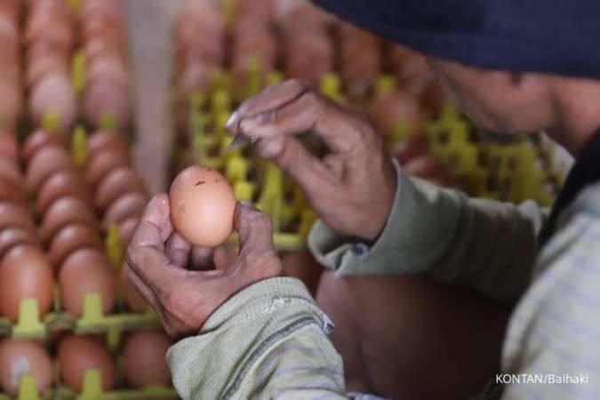 Peternak Telur Ayam Harapkan Pemerintah Bantu Turunkan Biaya Pakan