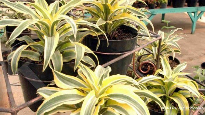 Cara Mudah Mengatasi Penyakit Busuk Akar pada Tanaman